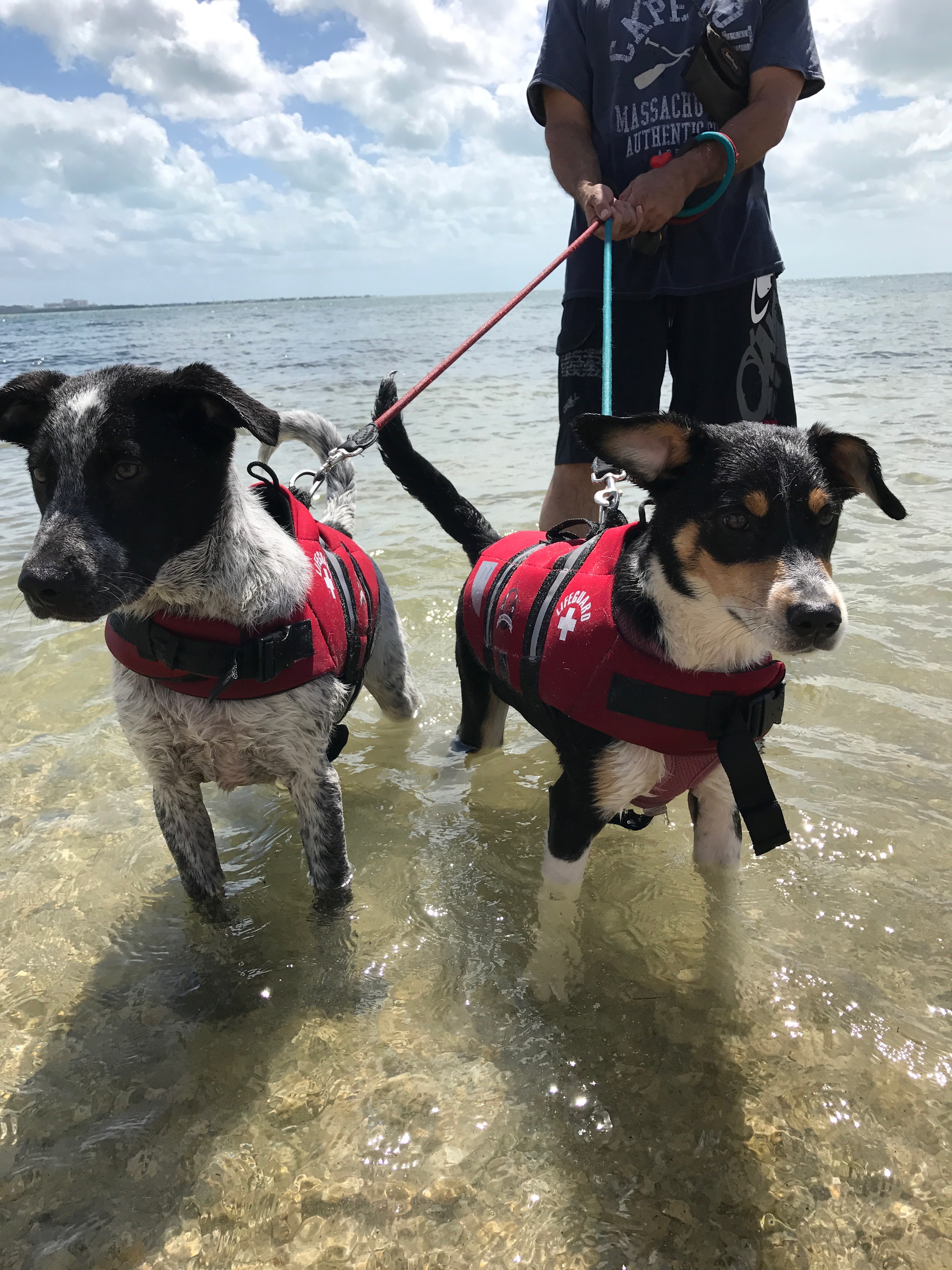 life jackets for dogs