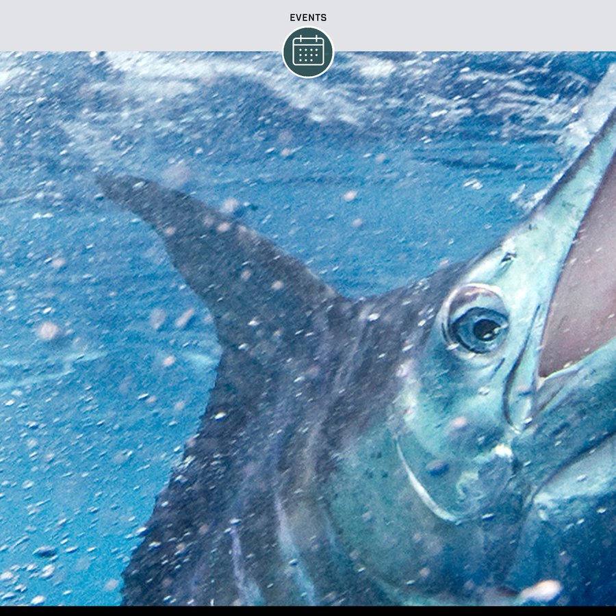 Mercury Partners Up with the Big Rock Blue Marlin Tournament