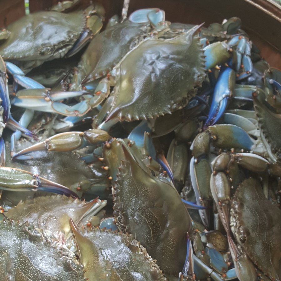 Crabbing 101