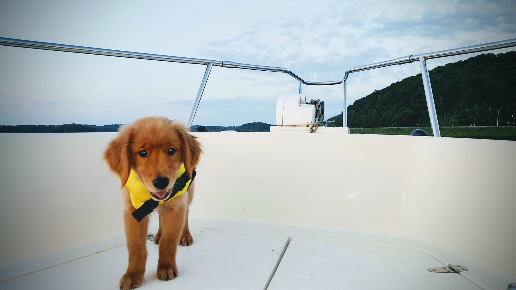 Proper Use of Life Jackets for Dogs