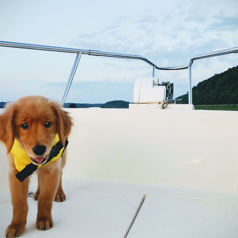 2020 National Safe Boating Week: Proper Use of Life Jackets for Dogs