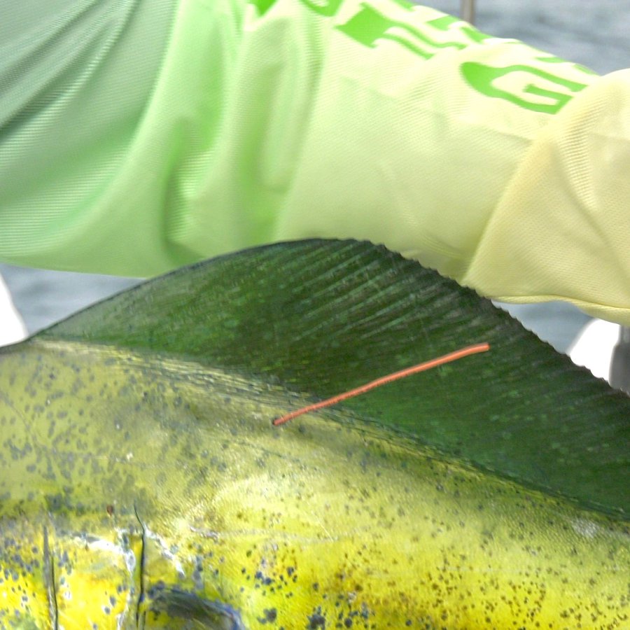 Mahi Mahi - Mercury Marine