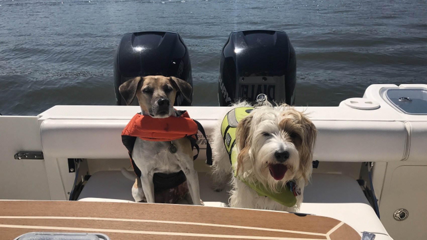 Canine Cruiser: Tips to Boating with Your Dog