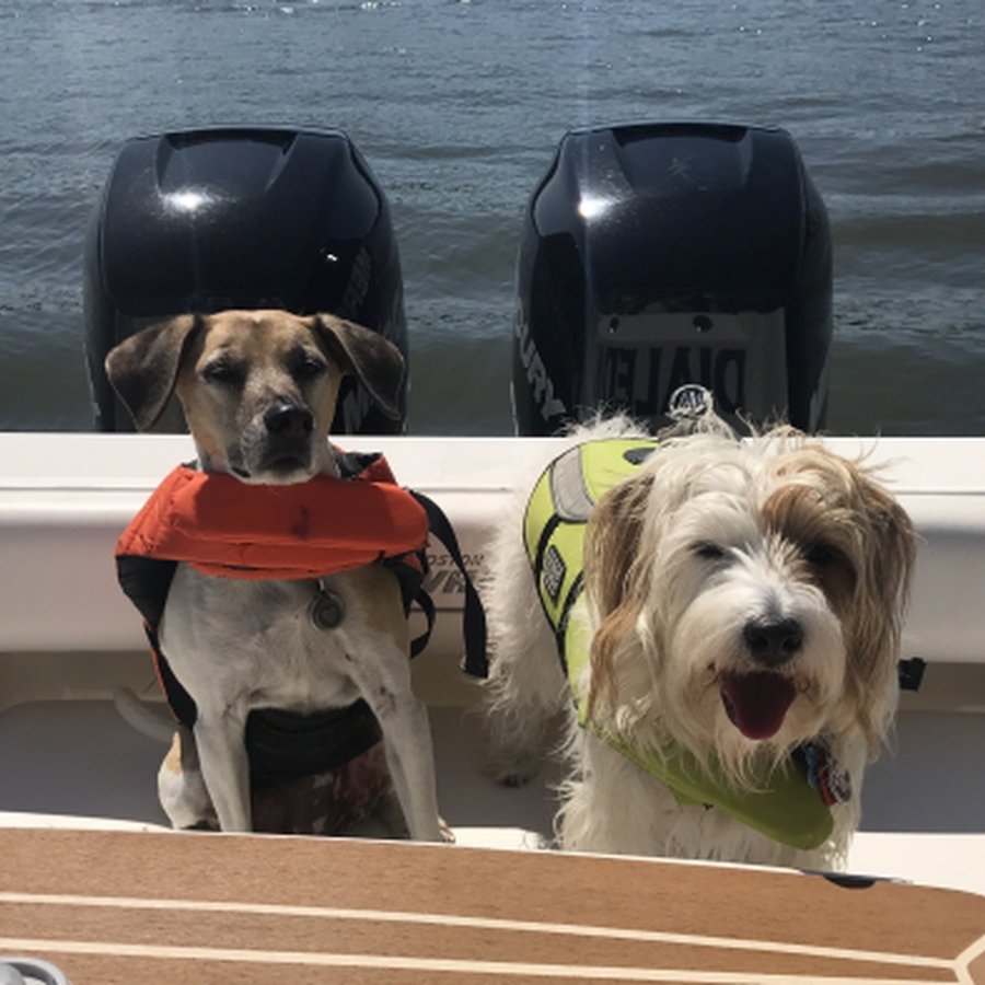 Canine Cruiser: Tips to Boating with Your Dog