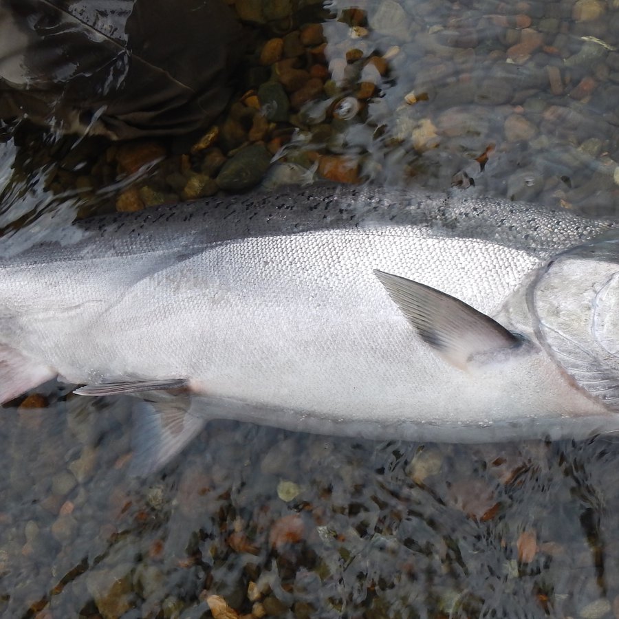 Mercury Marine Supports Chinook Salmon Conservation