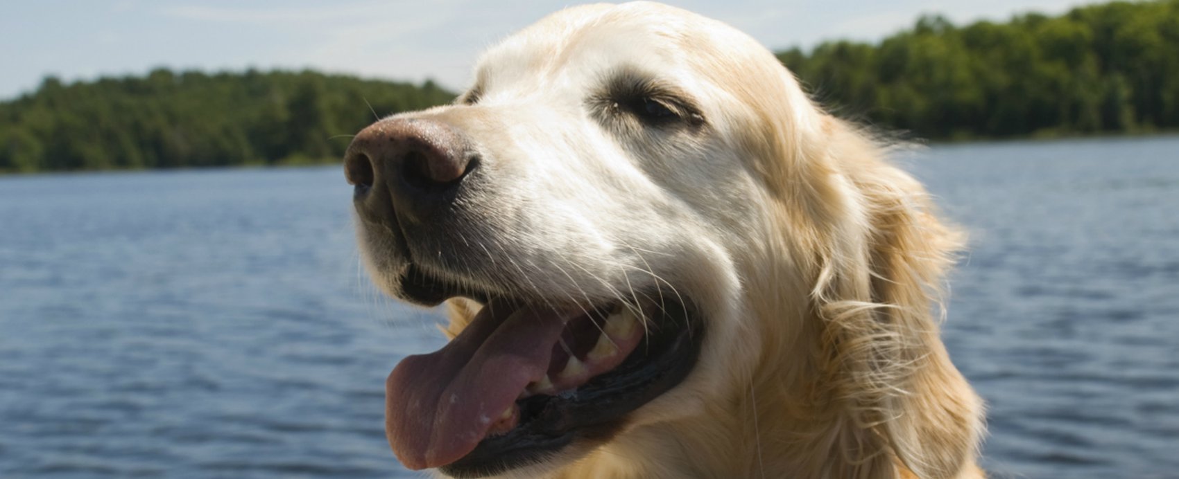 The Dog Days of Summer