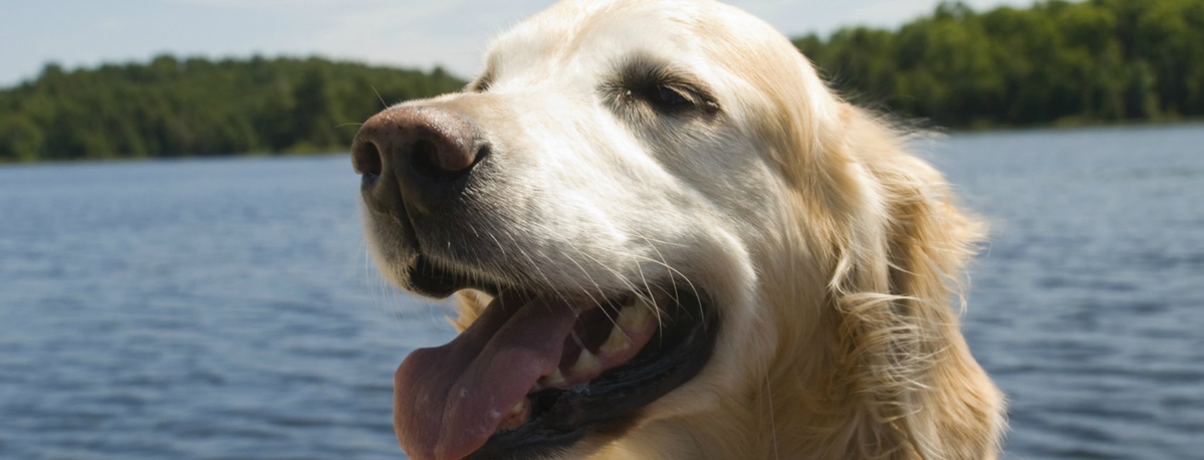 The Dog Days of Summer