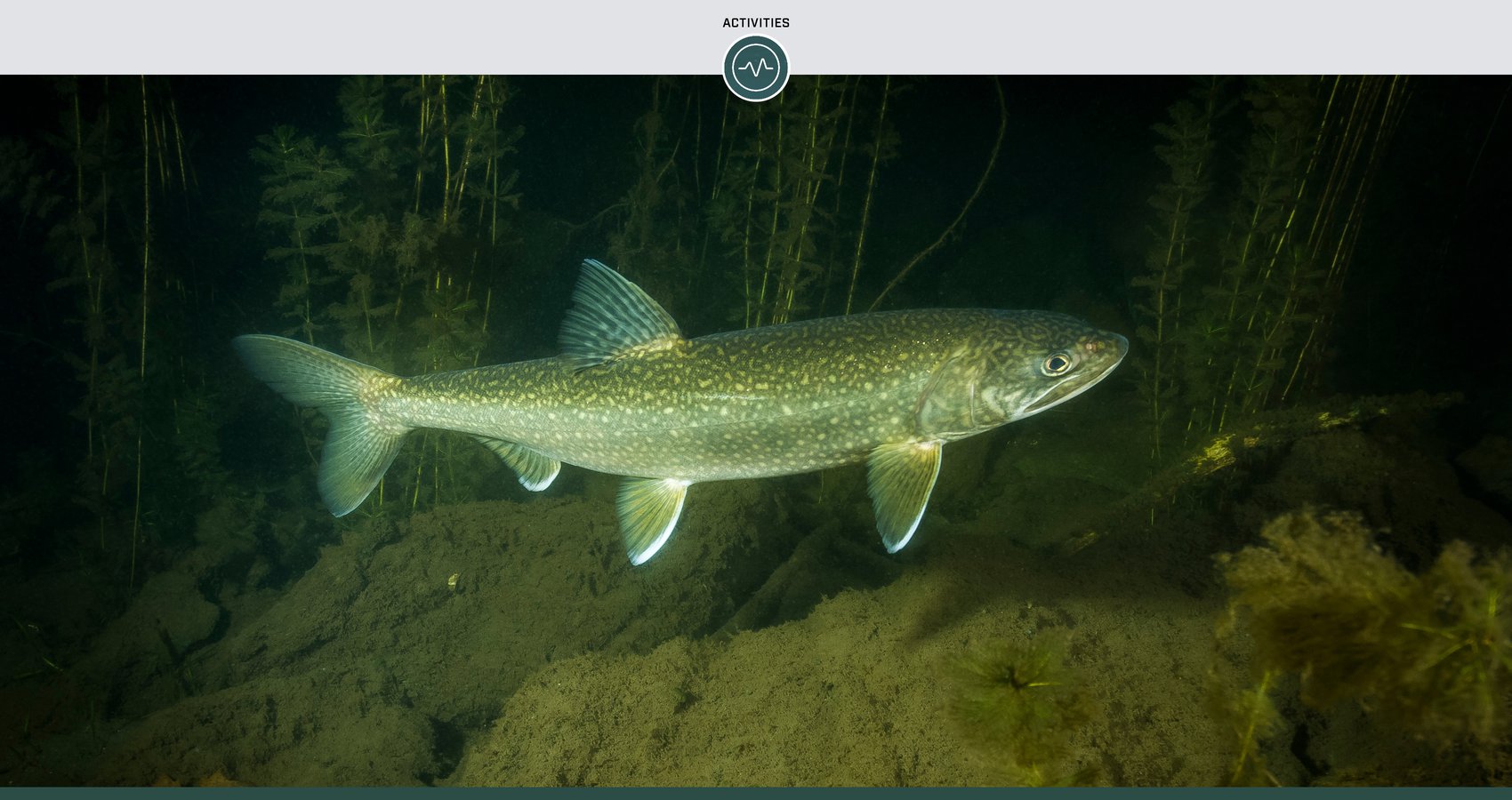 Lake Trout Fishing by the Season