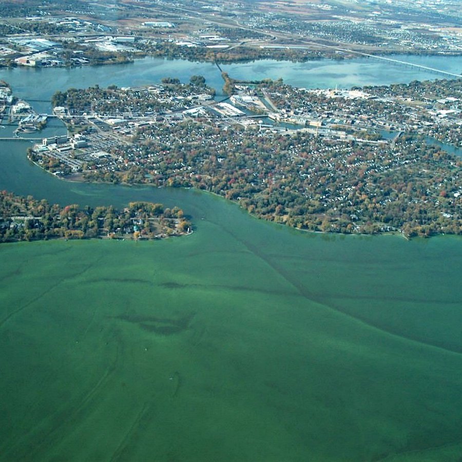 Algae Conservation Freshwater Conservation