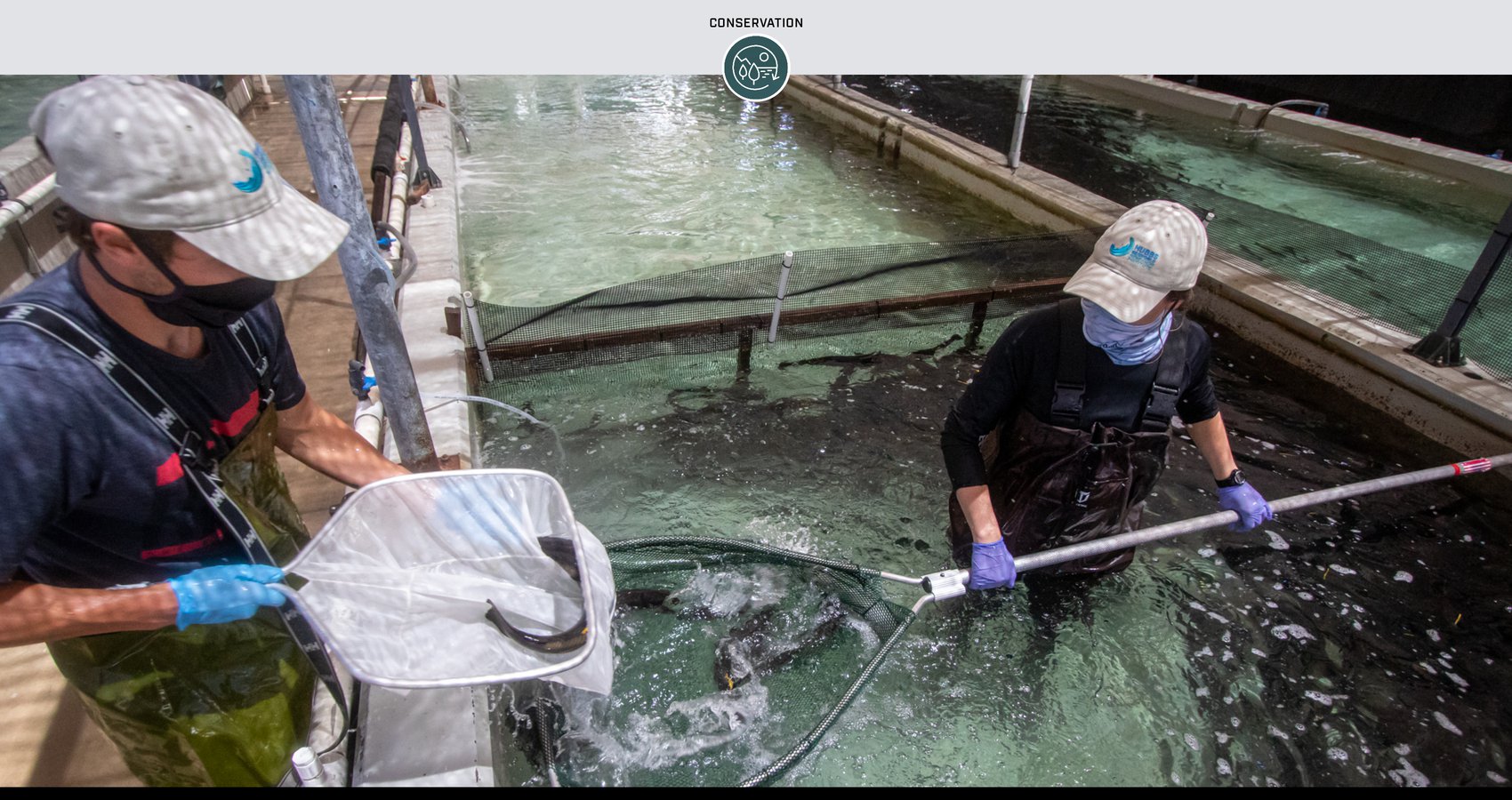 Subject: Conservationists Rally to Restore California’s White Seabass