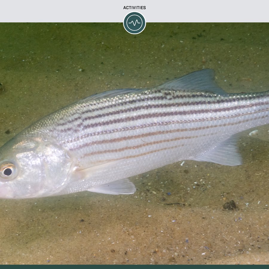 How to Fish for Freshwater Striped Bass